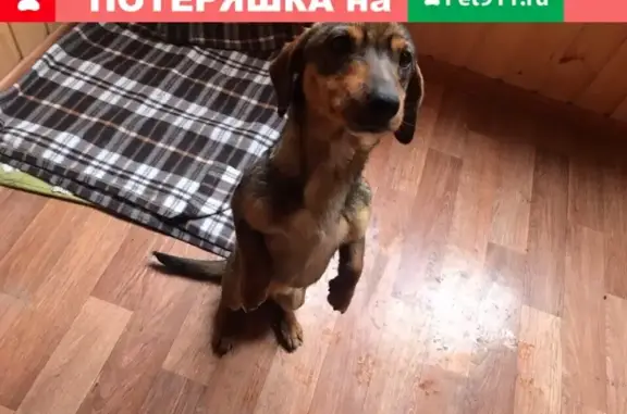 Найден пёс в микрорайоне Авиагородок, Краснодар