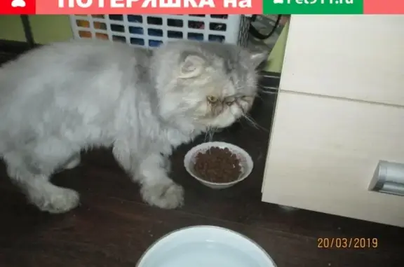 Найдена кошка на ул. Июньская в Чите