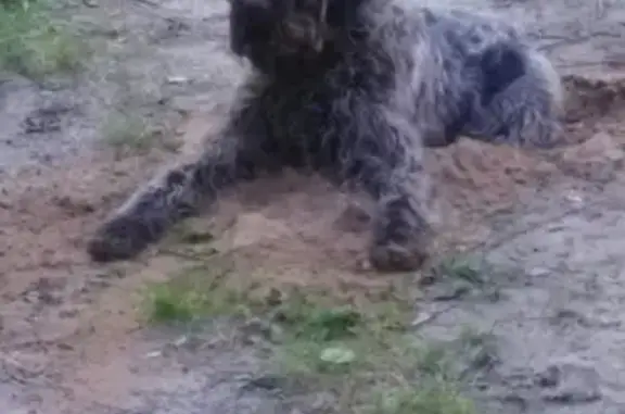 Пропала собака в селе Кантаурово, Нижегородская обл.