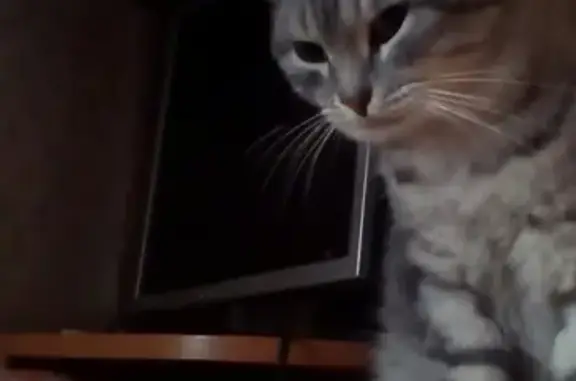 Кошки потеряшки, Лямино, фото: Потеряшка кошка в поселке Лямино, Пермский край