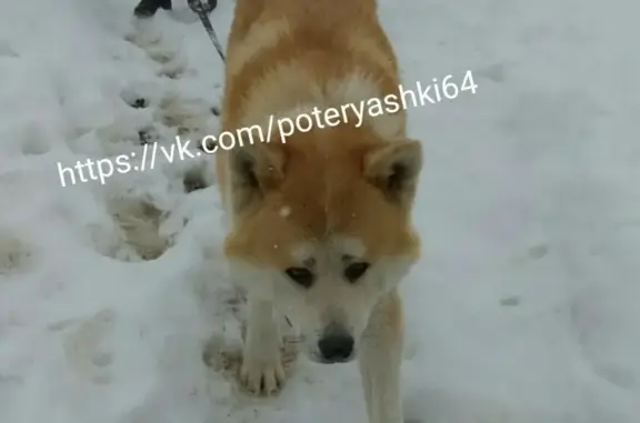 Найдена собака в Саратове без клейма