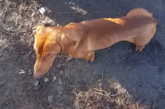 Найден щенок таксы в Калаче
