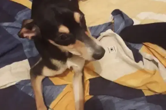 Найдена собака в Нижневартовске ищет дом