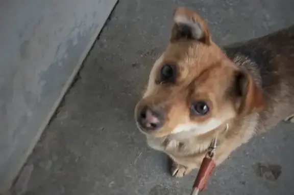 Найдена домашняя собака в Вверх-Исетском районе