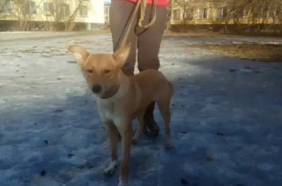 Найдена собака на Трамвайном пр. 25, СПб