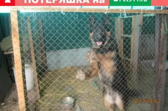 Пропала собака в Сызрани, р-н ул.Ставропольской, 1.