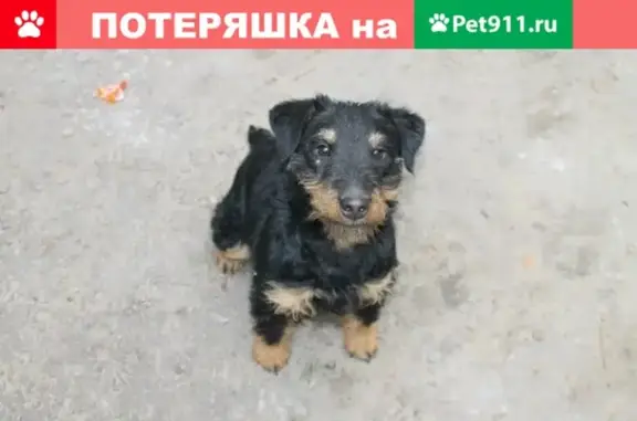 Пропал щенок в Керчи на ул. Матросова