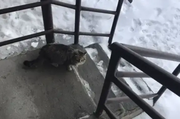 Найдена кошка возле ул. Энергостроителей, 7 в Сургуте