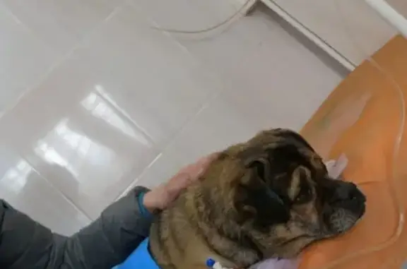 Найдена собака около швейной фабрики в Берёзовском