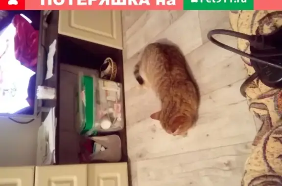 Кошки потеряшки, Киров, фото: Потеряшка кот Тиша на автовокзале в Кирове