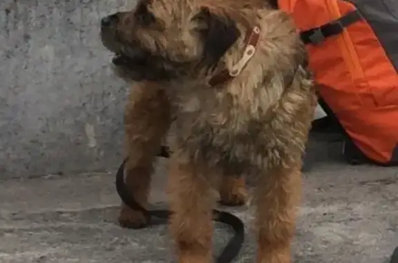 Пропала собака в Казани, адрес - жилой массив Аки