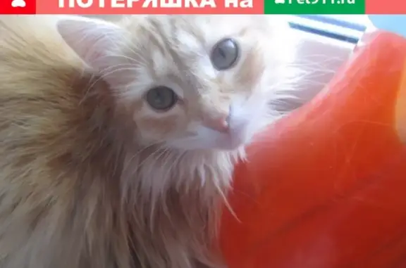 Пропал кот Феликс в поселке Яблоневый Овраг, Жигулёвск