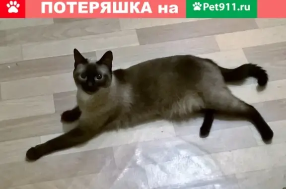 Найдена сиамская кошка в Измайлово