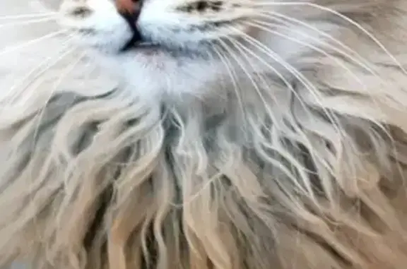 Кошки потеряшки, Пермь, фото: Потеряшка кот в ТЦ Союз, Закамск, Пермский край