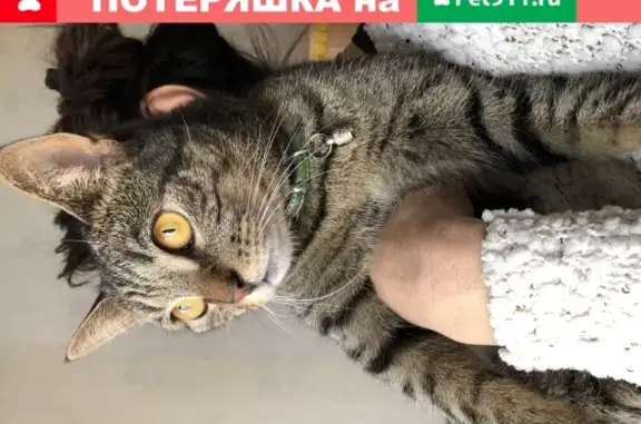 Найден домашний кот с зеленым ошейником в Долгопрудном