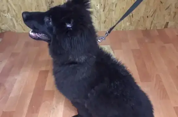 Собаки потеряшки, Сургут, фото: Потеряшка собака Герда в СОТ Прибрежный-2, Сургут.