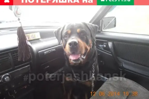 Пропала собака на Каширской 86 в Новосибирске