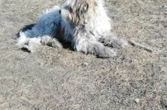 Пропала собака на Чапаева19, Черногорск