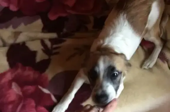 Найдена собака Тобик в Набережных Челнах