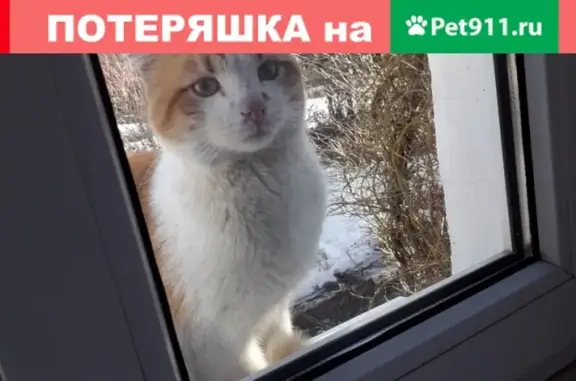 Пропал рыже-белый котик в деревне Горки, Ленинградская область
