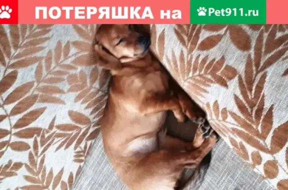 Собаки потеряшки, Тверь, фото: Потеряшка собака в Твери, кличка Джесси, рыжий окрас, Волоколамское ш. д. 58/1.