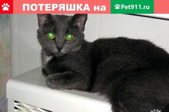 Пропала кошка на улице Пушкина, д. 11 (Орехово-Зуево)