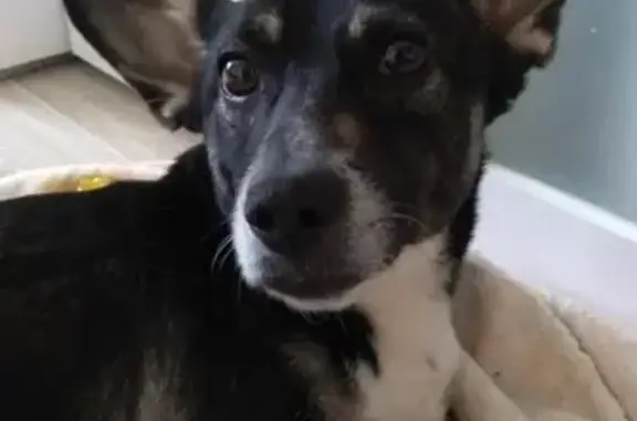 Собаки потеряшки, Москва, фото: Потеряшка пёс у Чертановской 44, Москва