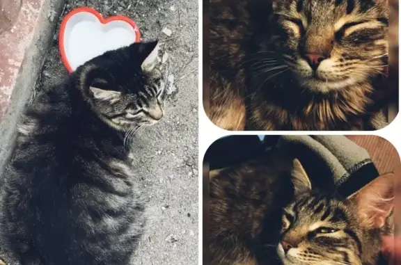 Найдена кошка Котик в Нижнем Новгороде