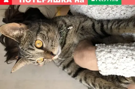 Найден домашний кот с зелёным ошейником в Долгопрудном