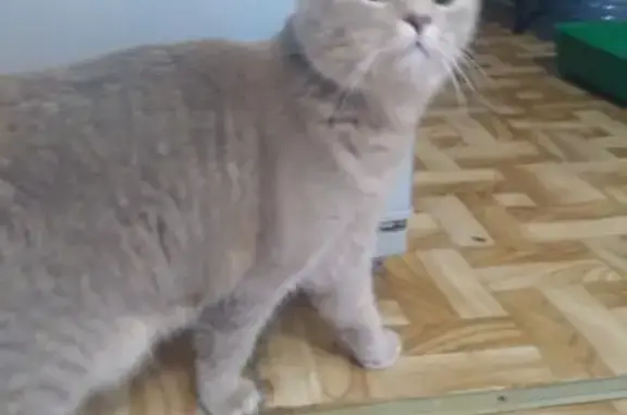 Найдена кошка в районе Упита-Строителей, ищем хозяина