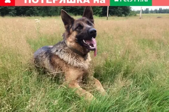 Пропала собака Майя в Ногинске, помогите найти!