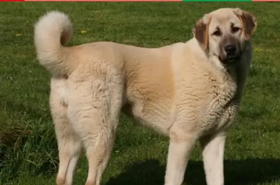 Собаки потеряшки, Москва, фото: Потеряшка турецкая кангал на Пермской улице, Москва