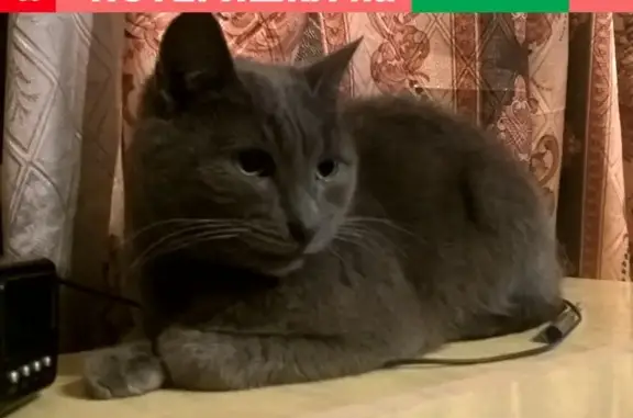 Кошки потеряшки, Москва, фото: Потеряшка кошка Чижик на Зарайской ул. 60 (Москва)