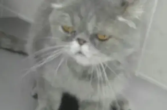 Серая британская кошка найдена в Москве