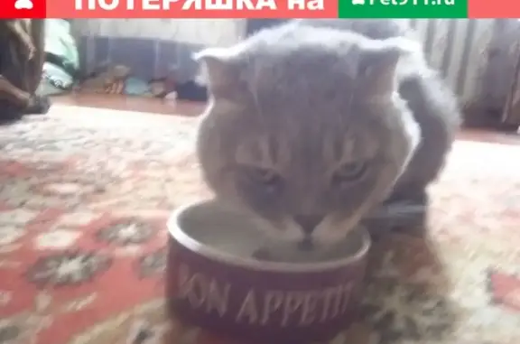 Найдена серая кошка на Ярославской ул.