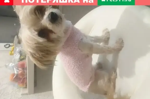 Найдена китайская хохлатая собака на Калужском шоссе