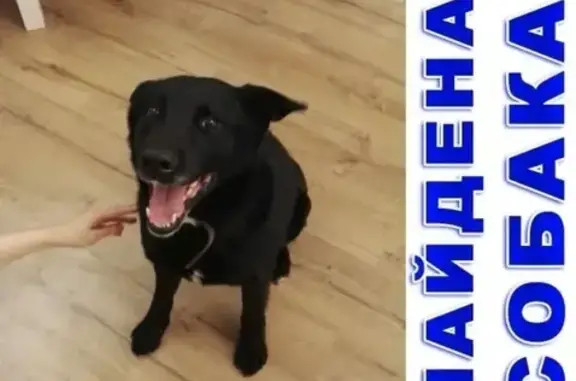 Найдена собака в Одинцово