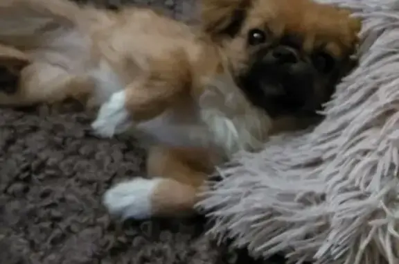 Пропала собака Ника в Широкой Балке, Краснодарский край