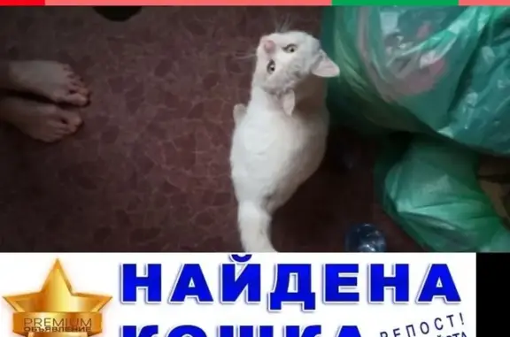 Отдам в добрые руки ласкового кота Беляша в Челябинске