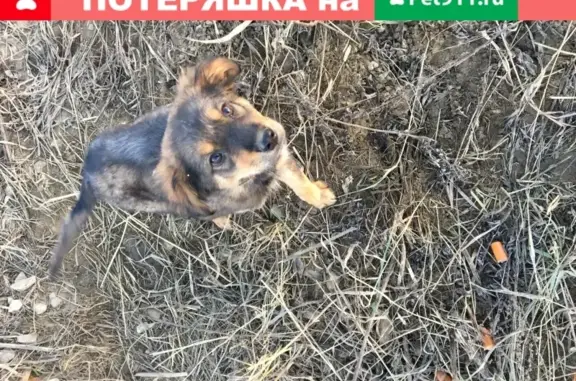 Найден щенок с розовым ошейником возле Новомосковска