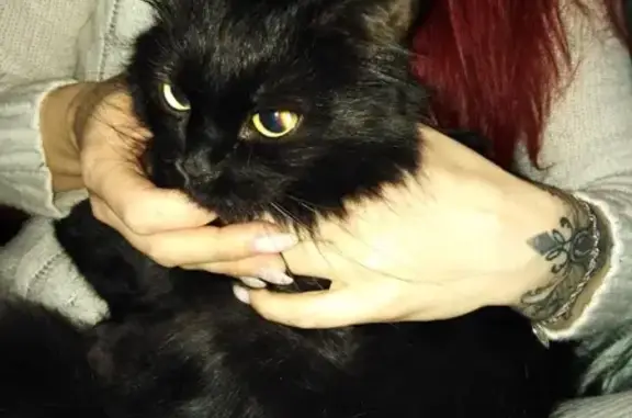 Найдена чёрная кошка с зелёными глазами в Краснодаре, ул. Атарбекова, 9