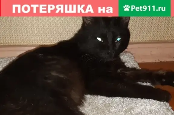 Найден черный кот на улице Берёзовская