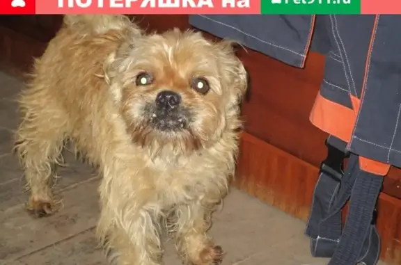 Собака Мальчик найдена в Орске, персикового окраса.