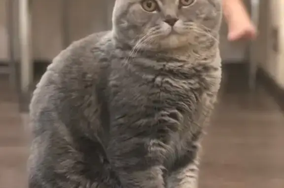 Кошки потеряшки, Новосибирск, фото: Потеряшка кот Йодик на Бронных, Кировский район, Новосибирск