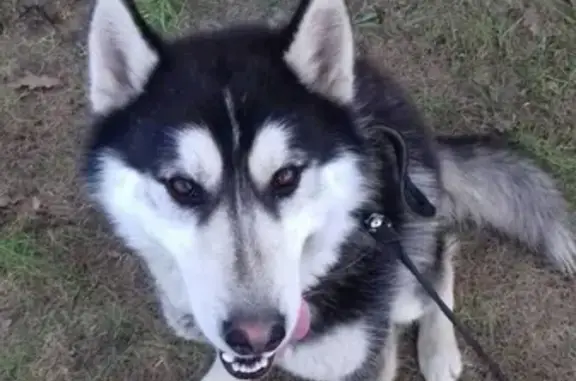 Собаки потеряшки, Нижний Новгород, фото: Потеряшка собака хаски в Нижнем Новгороде