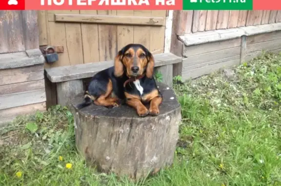 Собаки потеряшки, Великий Новгород, фото: Потеряшка собака Метра в дер. Большой Волок, Великий Новгород