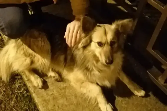 Упитанная собака найдена в Краснодаре