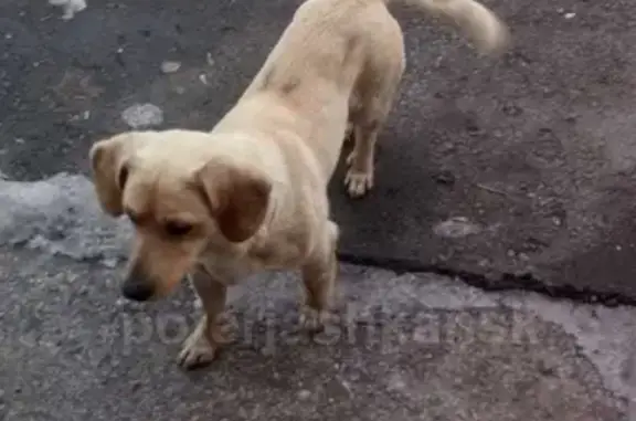 Найдена собака в районе ТЦ 