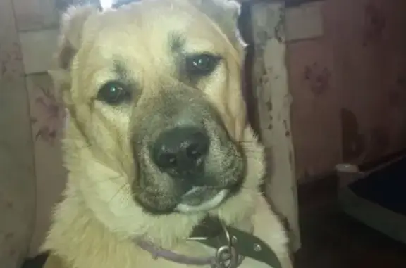 Пропала собака на Гончаренко в Междуреченске
