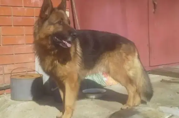 Найдена собака с ошейником в Майкопе